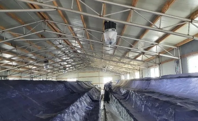 Pig Farm Ceiling Construction